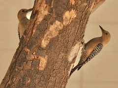 Melanerpes uropygialis