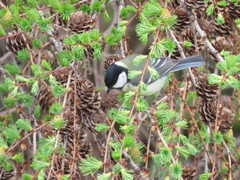 Parus major