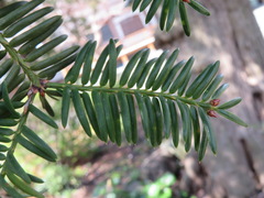 Torreya nucifera