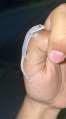 Hemidactylus turcicus