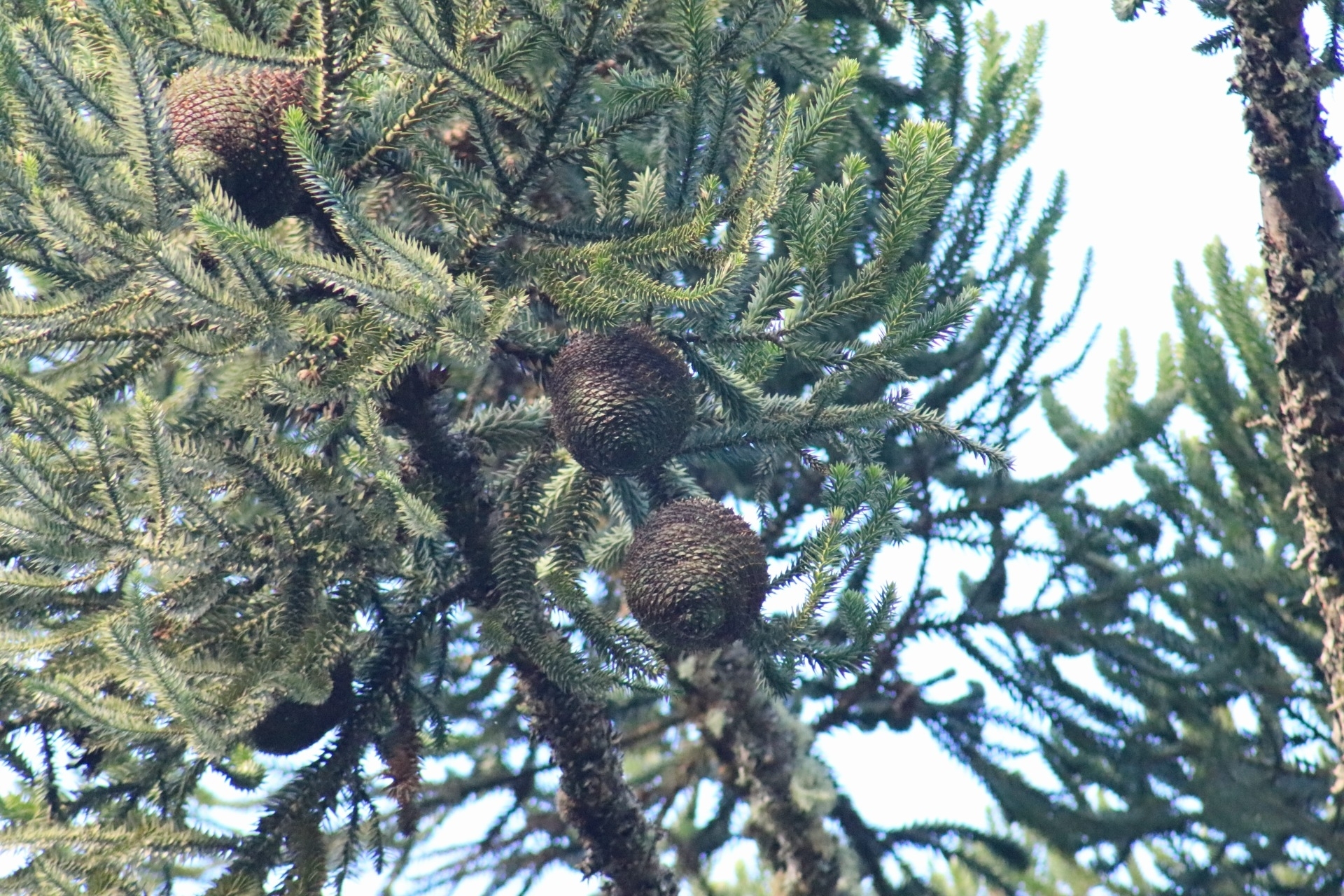 Araucaria angustifolia