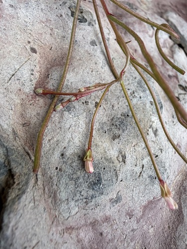 Eremothera chamaenerioides