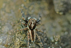 Menemerus bivittatus