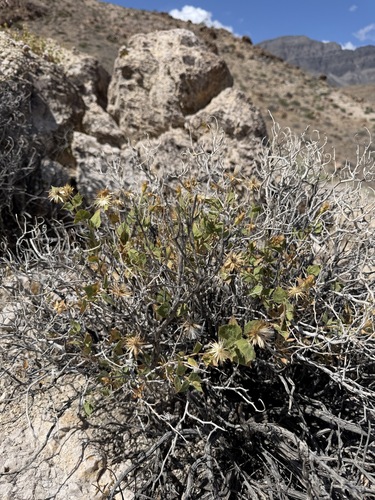 Brickellia atractyloides, photograph 6