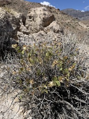 Brickellia atractyloides, photograph (c) Matt Berger, some rights reserved (CC BY)