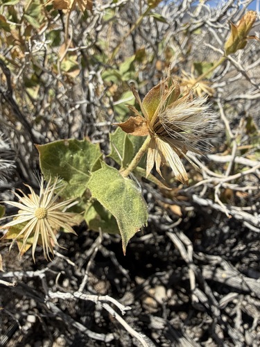 Brickellia atractyloides, photograph 5