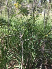 Senna gaudichaudii