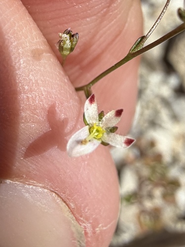 Nemacladus orientalis observed 2026-05-05