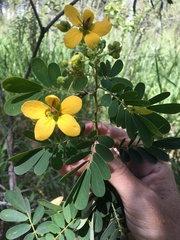 Senna gaudichaudii