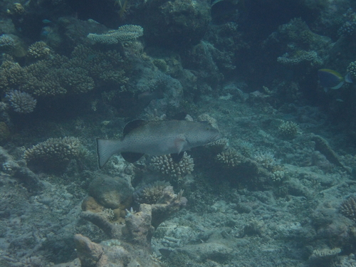 Squaretail Coralgrouper — seen at this dive site