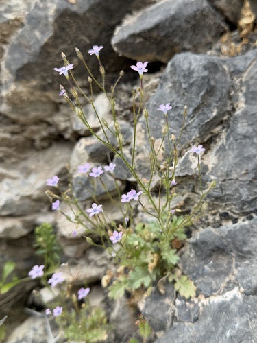 Rock gilia (Gilia scopulorum)