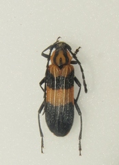 Parevander xanthomelas