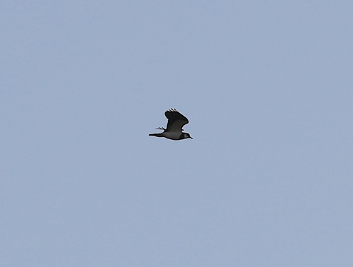 Northern Lapwing