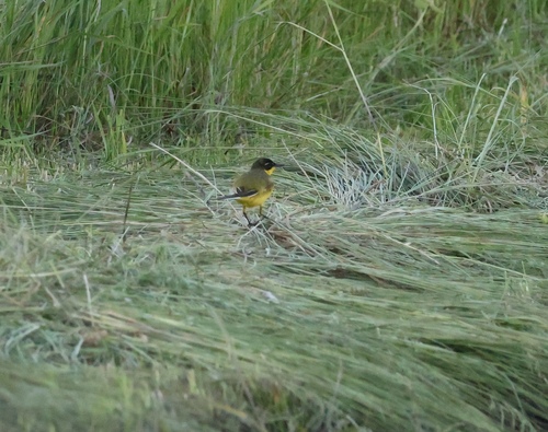 Black-headed × Blue-headed Wagtail