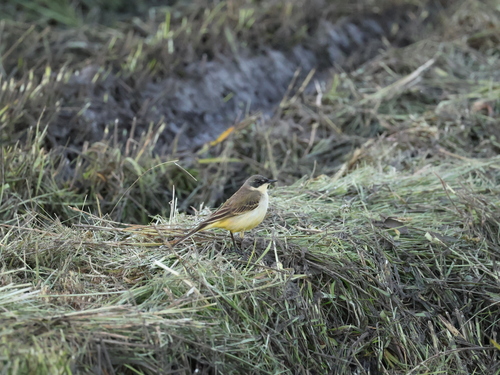 Western Yellow Wagtail
