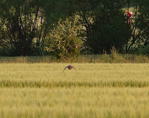Common Quail