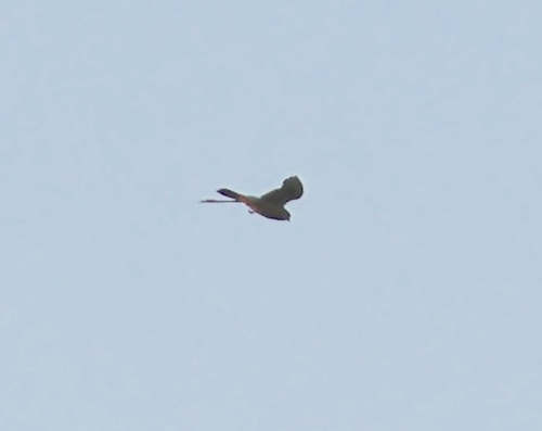 Red-footed Falcon