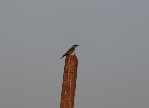European Roller