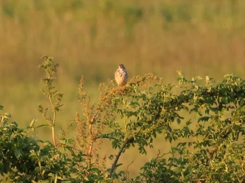 Corn Bunting