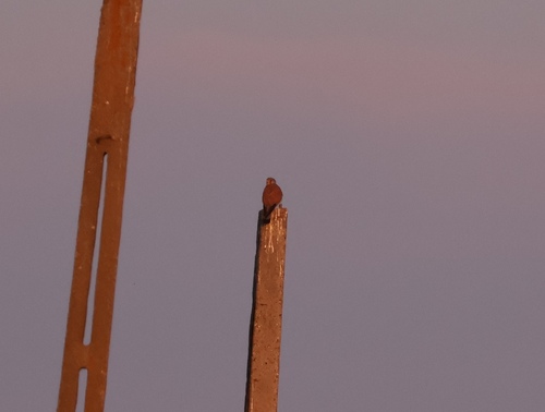 Eurasian Kestrel
