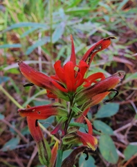 Castilleja integrifolia