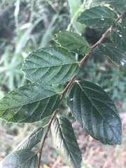 Aphananthe philippinensis