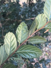 Aphananthe philippinensis