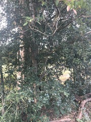 Aphananthe philippinensis