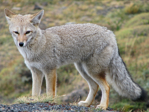 Chilla, photo 9 of 10