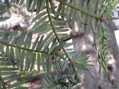 Torreya nucifera