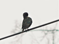 Sturnus vulgaris