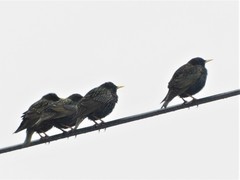 Sturnus vulgaris