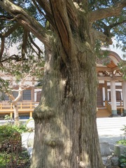 Torreya nucifera