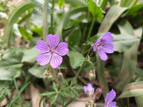 Geranium malviflorum, photograph 2