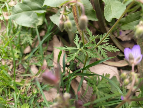 Geranium malviflorum, photograph 3
