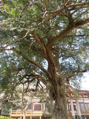 Torreya nucifera