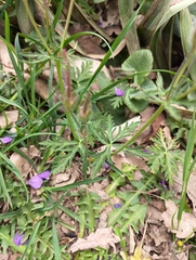 Geranium malviflorum, photograph (c) Mehdi Chetibi, some rights reserved (CC BY)
