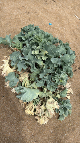 Sea Holly