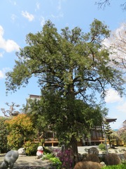 Torreya nucifera