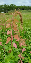 Chenopodium formosanum