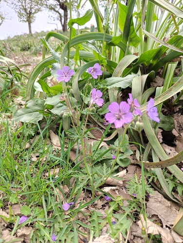 Geranium malviflorum, photograph 5
