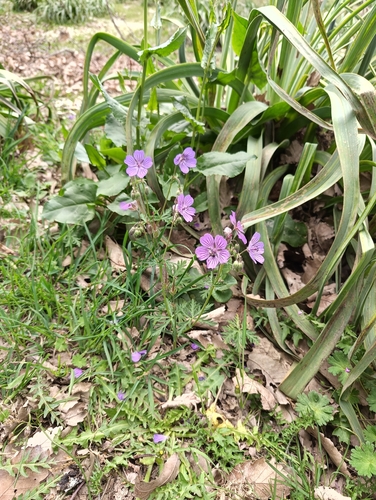 Geranium malviflorum, photograph 6