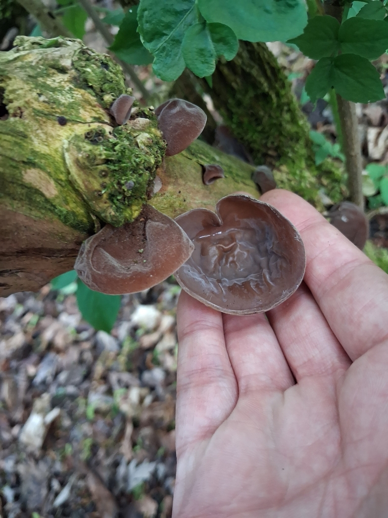 Auricularia auricula-judae · May 2026 · photo: © mangoblatt (iNaturalist, cc0)