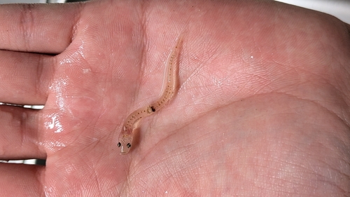 Ice goby (Leucopsarion petersii) — Gobiidae — 2