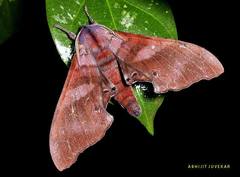 Marumba nympha