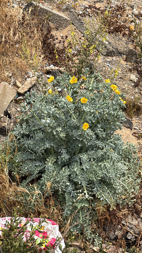 Yellow Horned Poppy