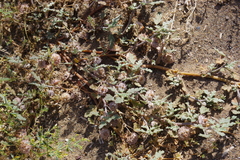 Neurada procumbens