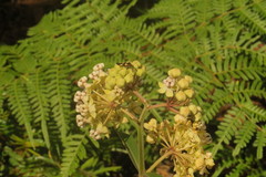 Asclepias similis