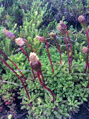 Senecio subdiscoideus