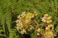 Asclepias similis